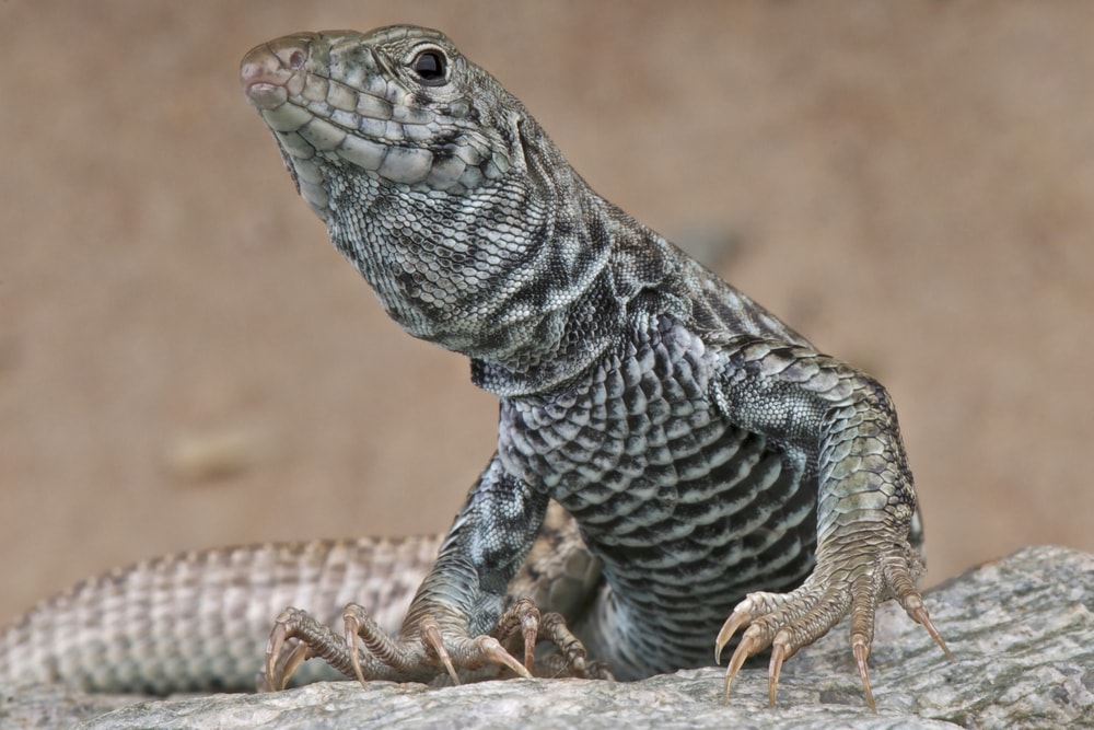 Close up shot of Western Whiptail standing up