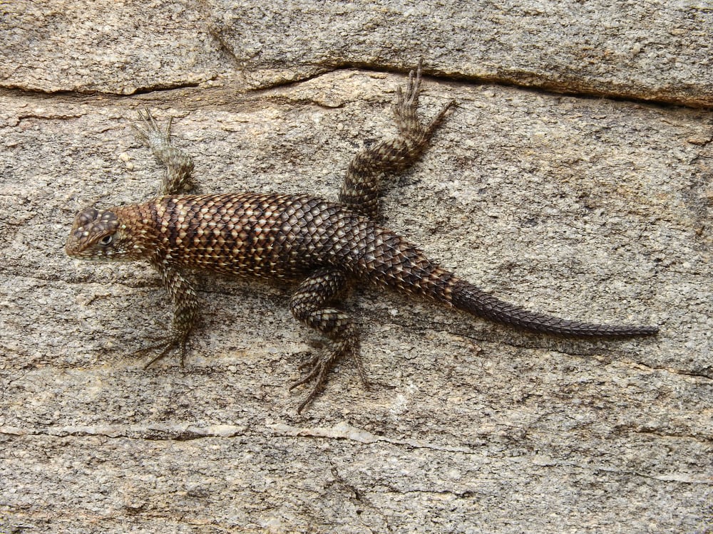 Granite Spiny Lizard sticking up on a wall