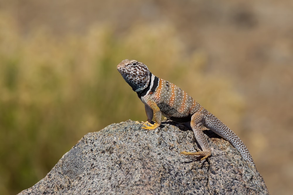 Great Basin Collared Lizard on top of a rock