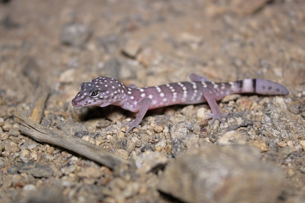 Barefoot Gecko walking through pebbles