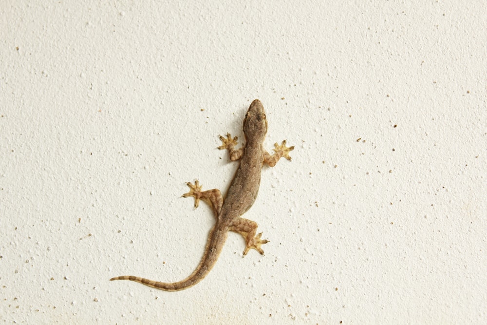 Mediterranean House Gecko stick up on a wall