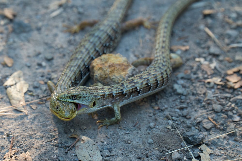 Northern Alligator Lizard biting its another kind