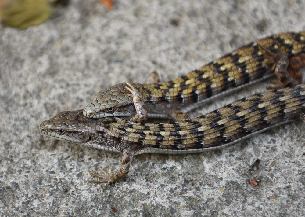 Two Southern Alligator Lizard walking together