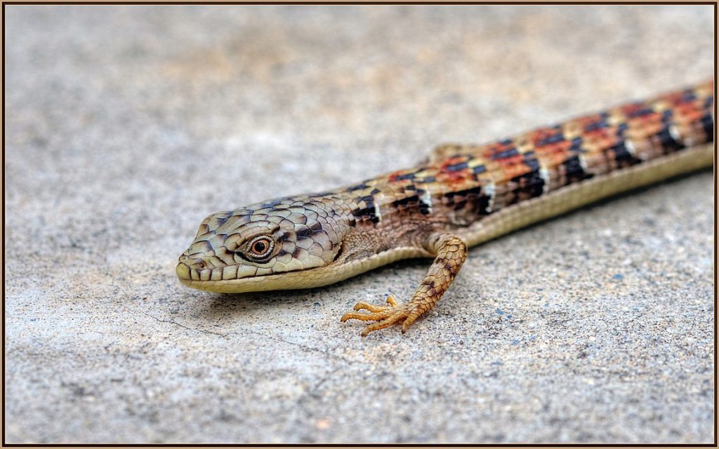Panamint Alligator Lizard crawling on the ground