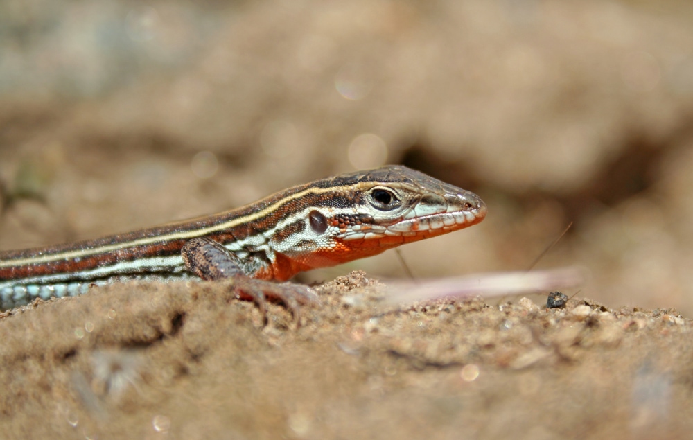 Close up shot of Orange-Throated Whiptail walking on the sand