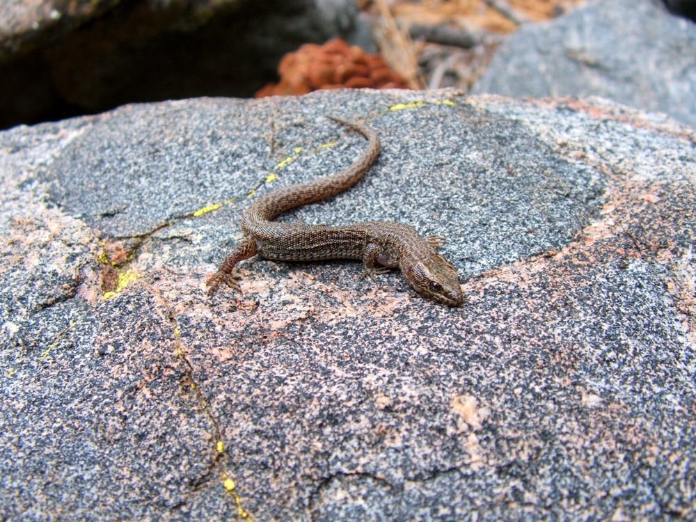 Desert Night Lizard crawling on wet rock