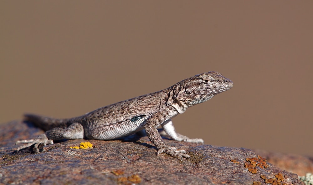 Common Side-Blotched Lizard standing in the middle of the heat