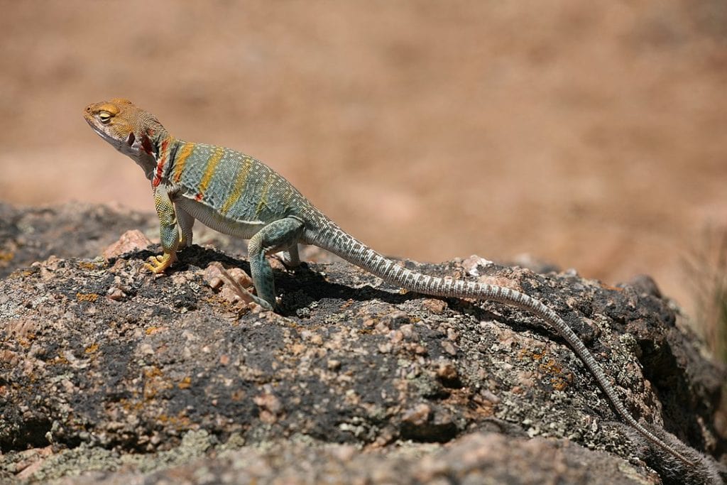 Baja California Collared Lizard standing on top of a wood