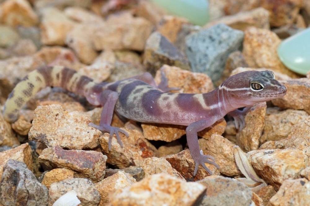 Western Banded Gecko walking through the rocks