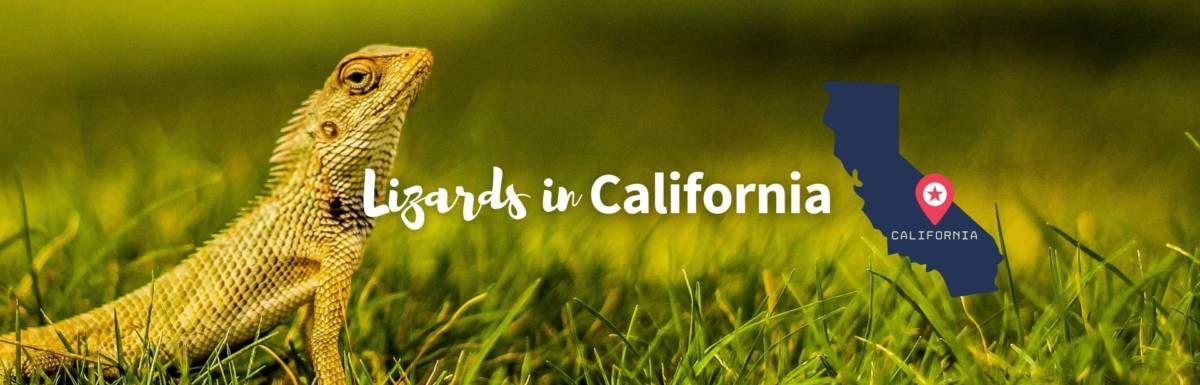 Lizards in California featured photo