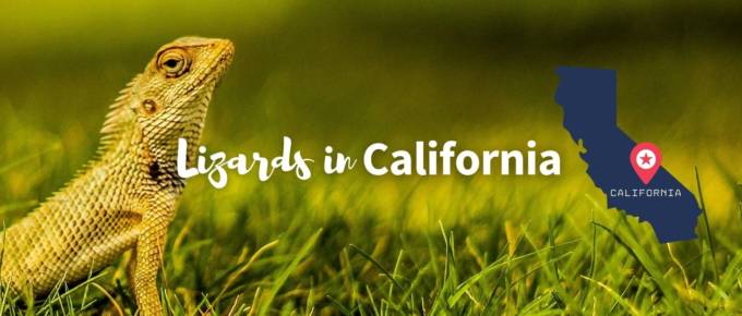 Lizards in California featured photo
