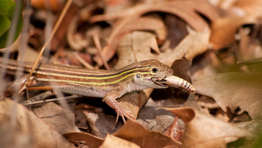 Six-Lined Racerunner of Florida walking through dry leaves