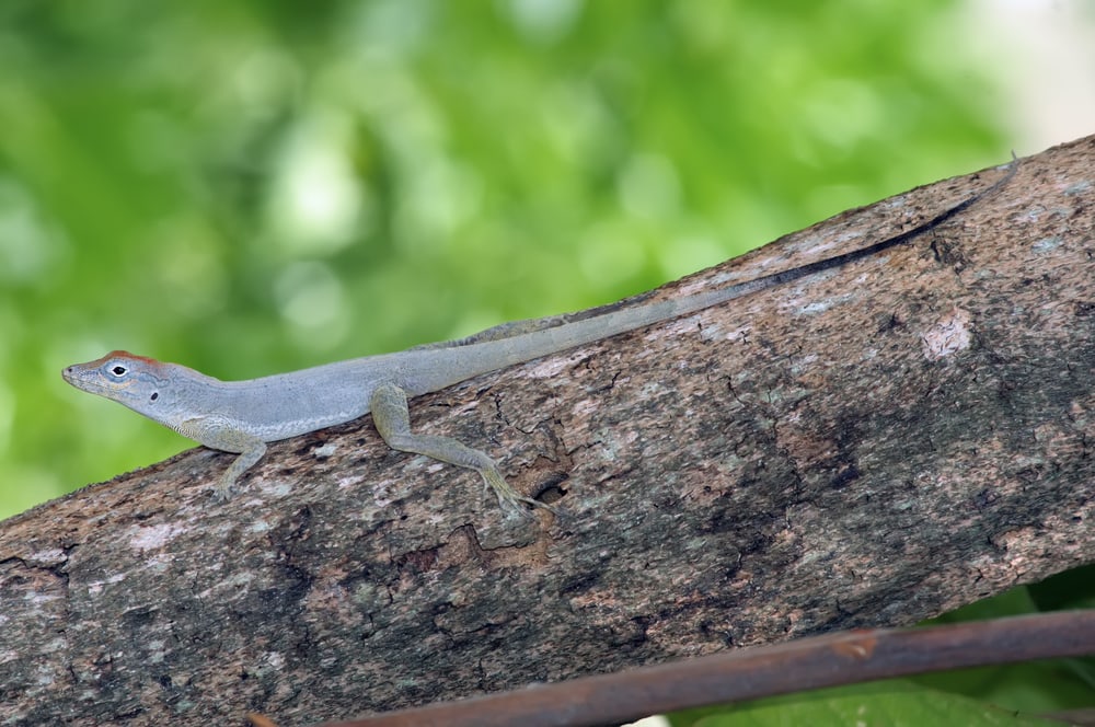 Bark Anole in Florida walking on a bark of a tree