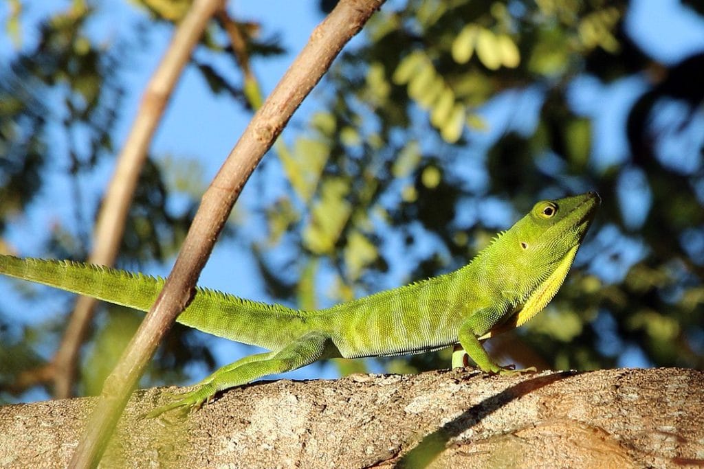 Jamaican Giant Anole in Florida walking on a tree