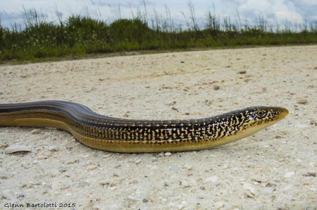 Island Glass Lizard in Florida walking on a sand