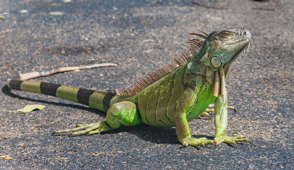 Green Iguana in Florida walking on a wet land