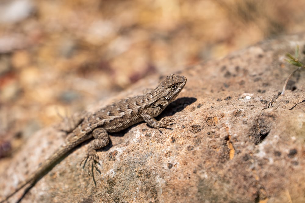 Eastern Fence Lizard in Florida laying on a rock