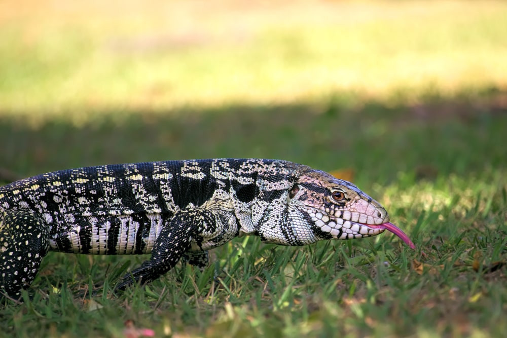 Argentine Black and White Tegu in Florida walking on the grass