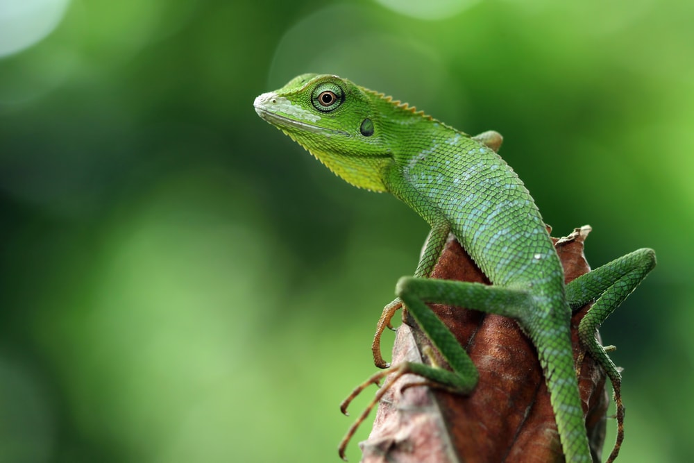 Green lizard of Florida sticking on a leaf of tree