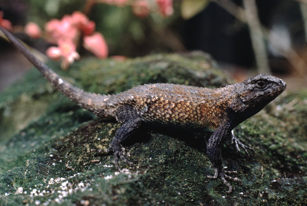 Florida Scrub Lizard standing on a rock