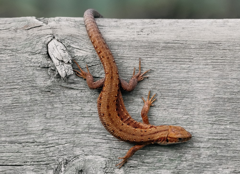Brown lizard crawling on a branch of wood