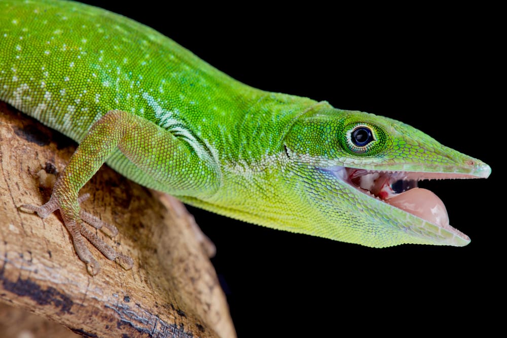 Close up shot of Hispaniolan Green Anole in Florida