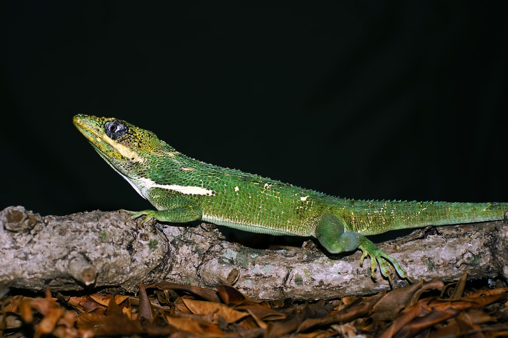 Knight Anole in Florida walking on a tree in black background