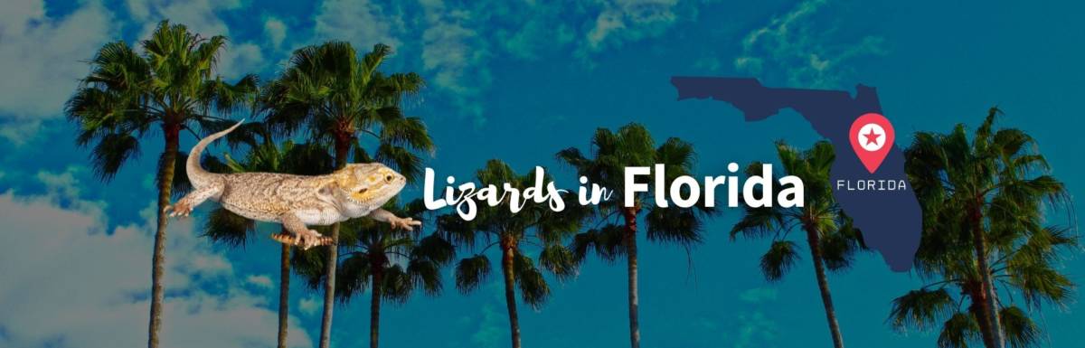 Lizards in Florida featured image