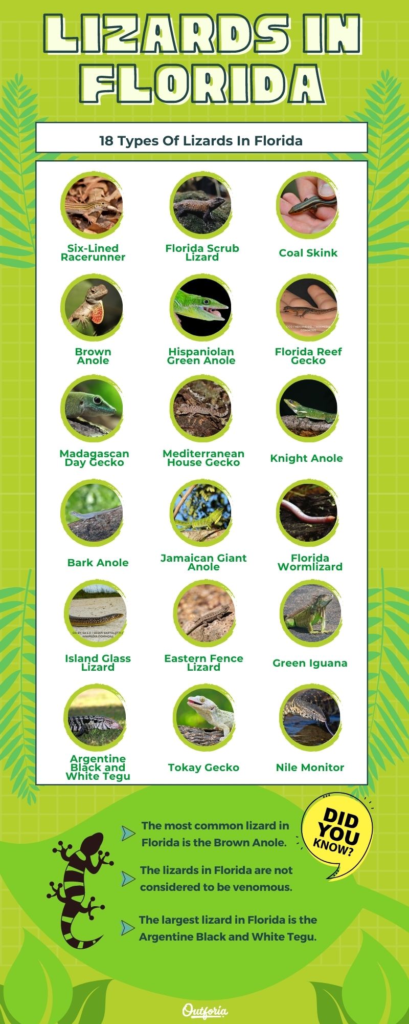 Chart of Lizards in Florida with photos and facts