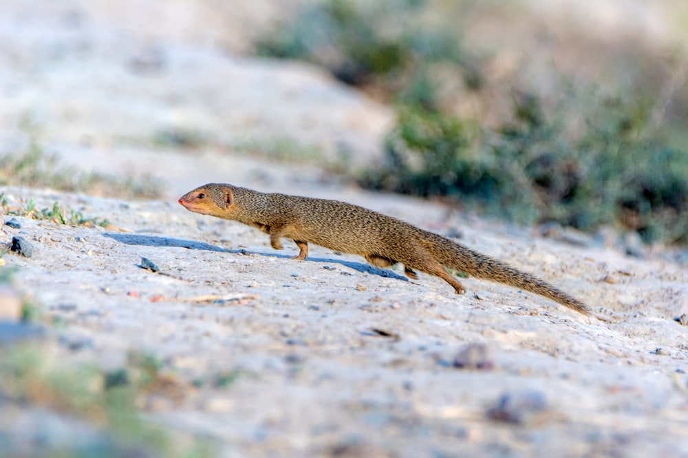 Mongoose running on the sand