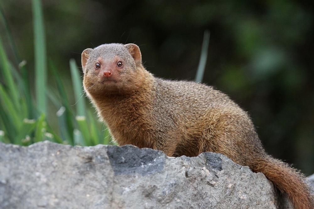 Mongoose on top of a rock