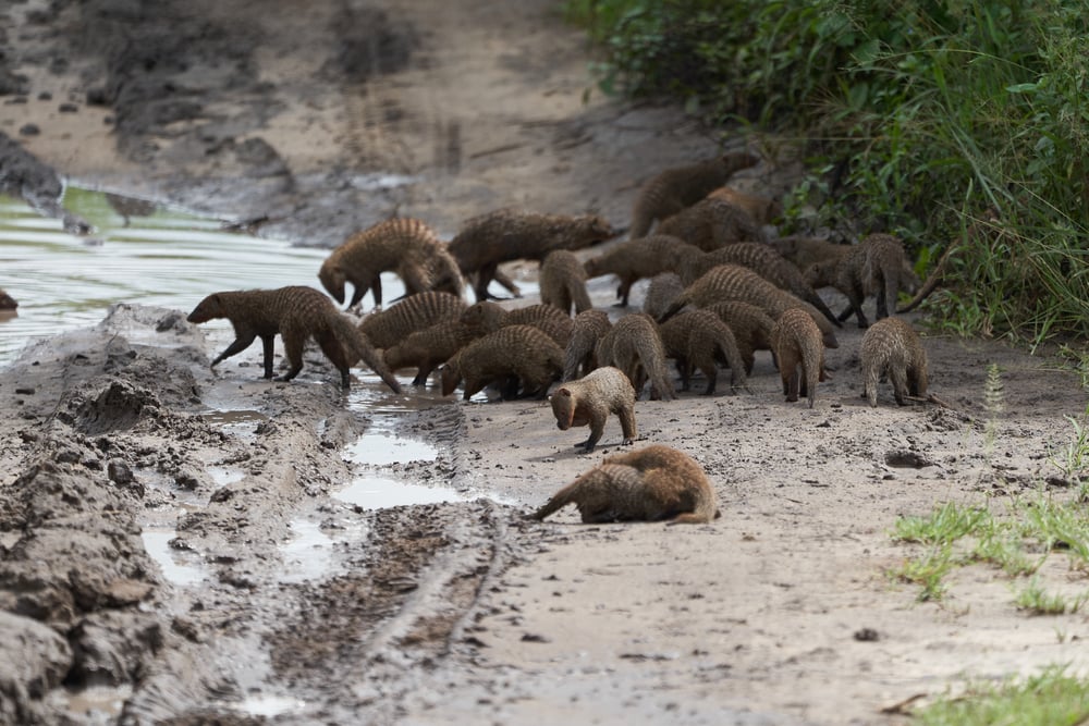 Group of mongoose beside a mudded river