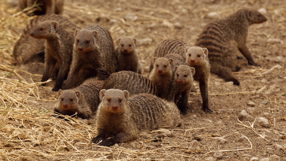 Group of Mongoose in the fields of Hawaii