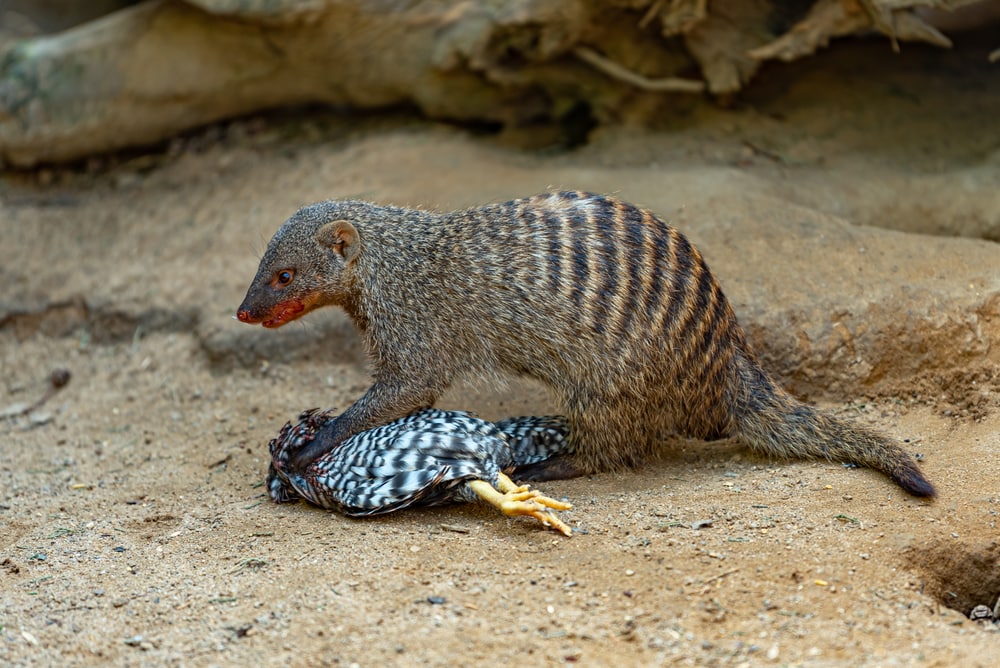 Mongoose hunting a bird to eat
