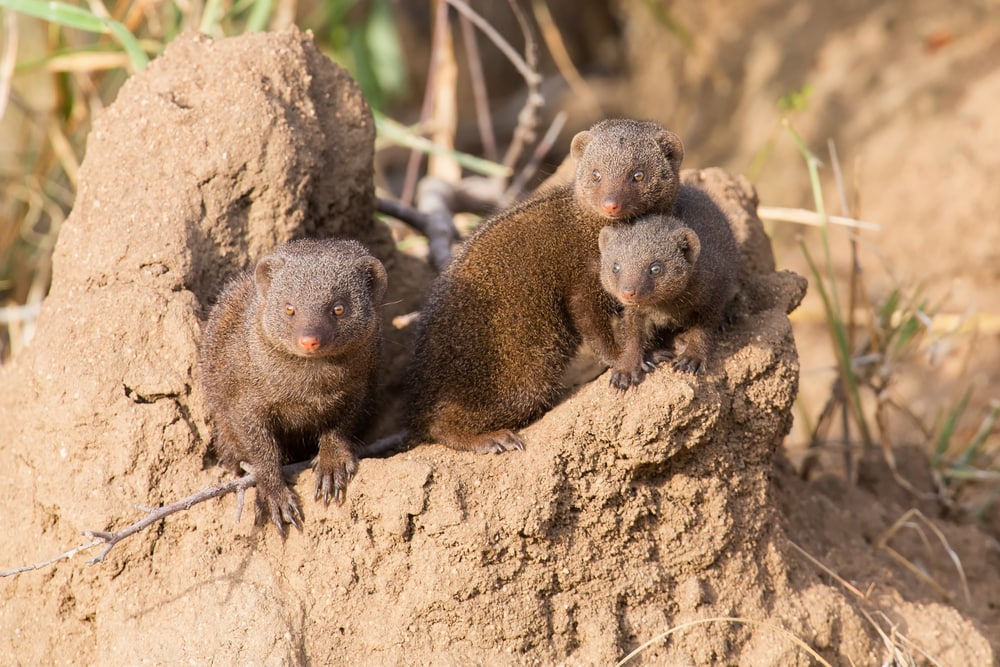 Family of Mongoose standing on top of a sand