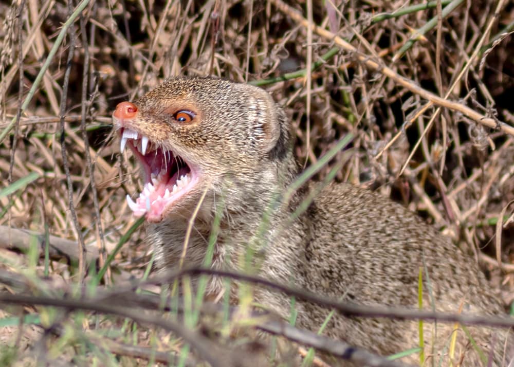 Angry mongoose showing off its teeth to scare its prey