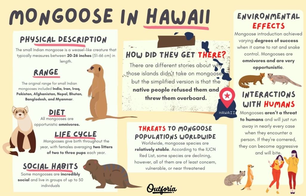 Chart of Mongoose in Hawaii complete with Facts and Guide