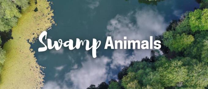 Swamp Animal Cover Image