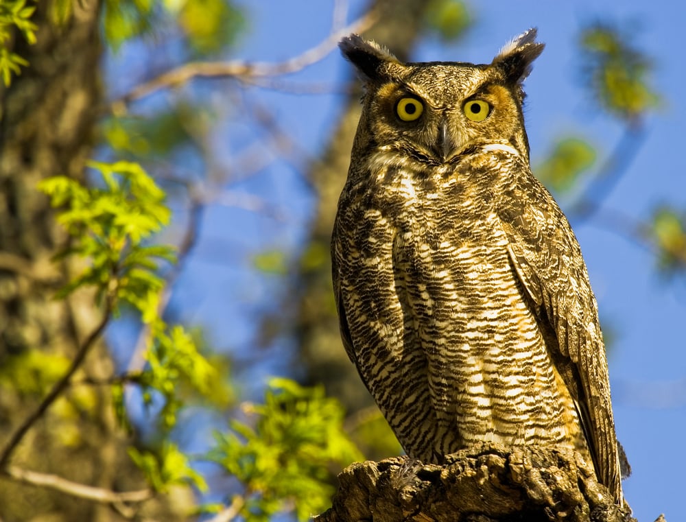 Great-horned Owl looking at the camera