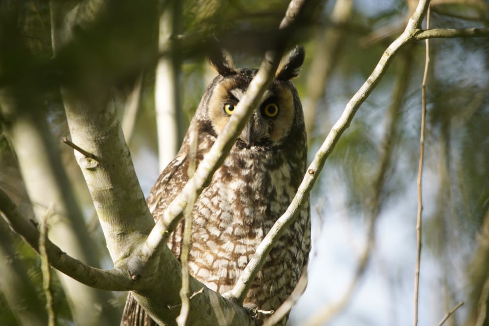 Long-eared owl looking at the camera in distance