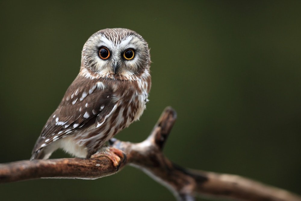 Little Northern saw-whet owl standing on thin wood