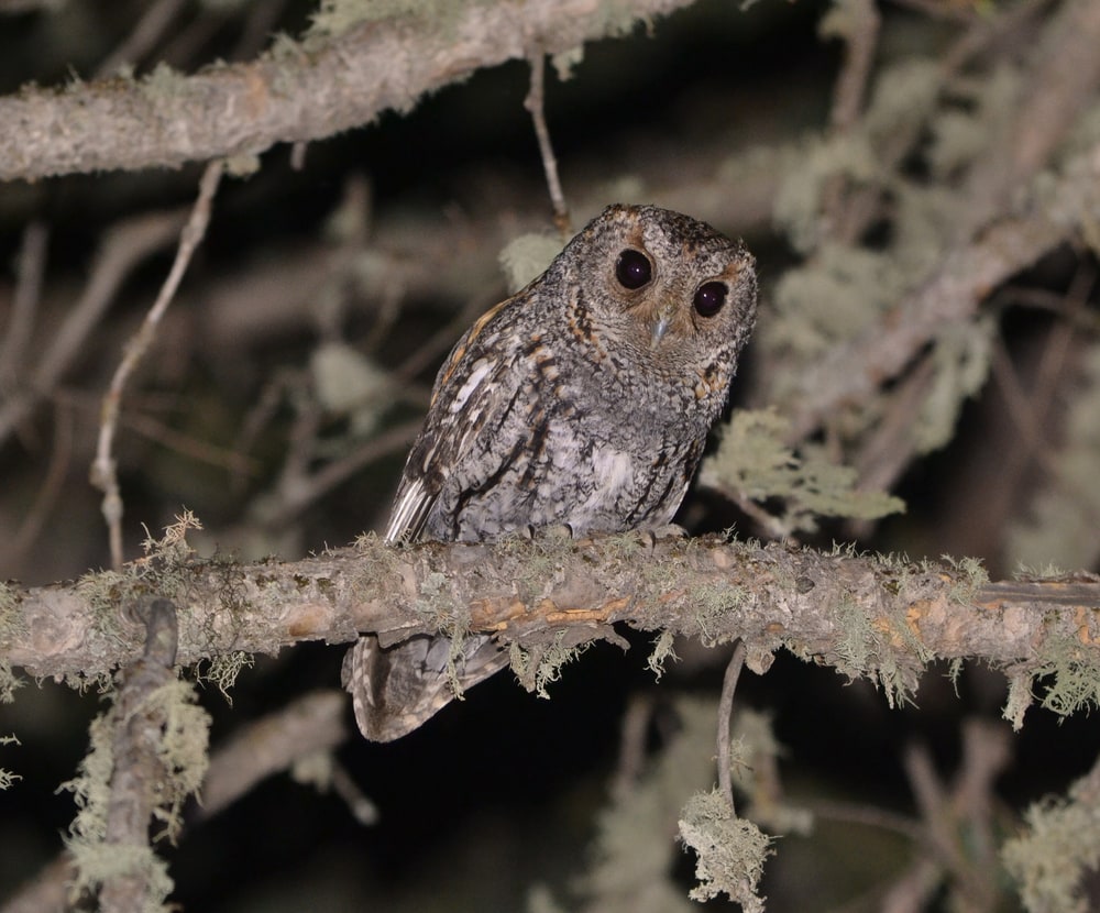 Flammulated owl standing on a tree at night
