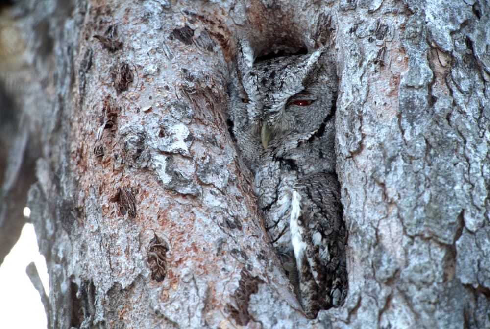 Eastern screech owl hiding inside a tree
