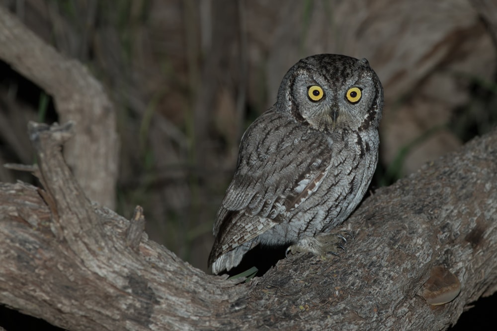 Western screech owl shot at night