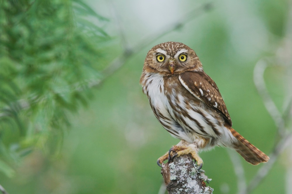 Ferruginous pygmy-owl standing on top of a tree