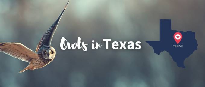 Owls in Texas featured image