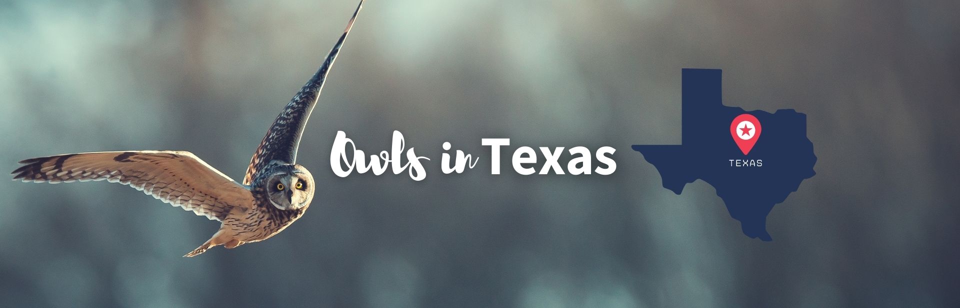 12 Majestic Types of Owls in Texas