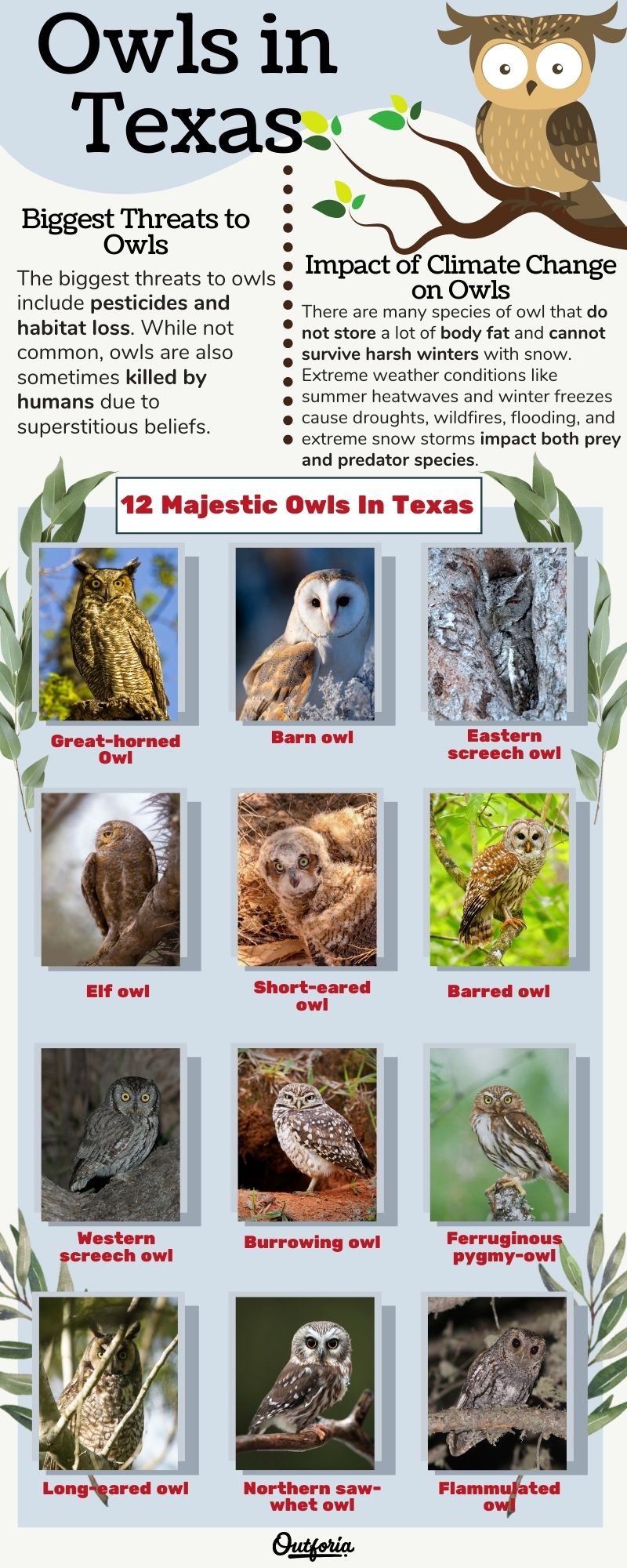 Chart of Owls in Texas complete with facts, photos, and more