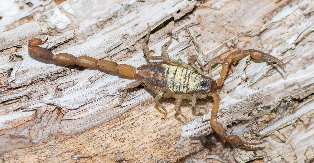 Hentz striped scorpion (Centruroides hentzi) on top of a wood