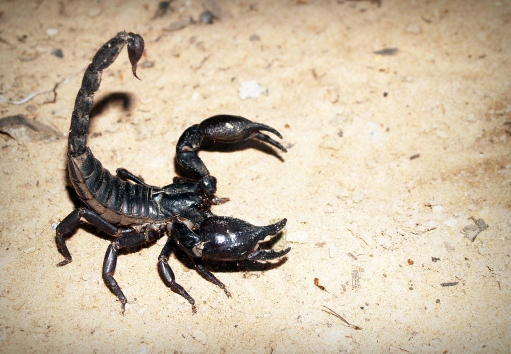 Guina striped scorpion (Centruroides guianensis) laying on the ground